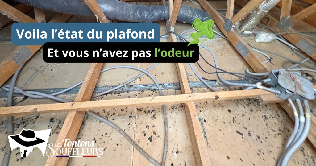 Plafond en plaques de placo souillé de crottes de rats et de traces d'urine, avec câbles électriques et gaines dans les combles, après retrait de l'isolant